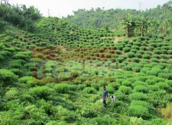 Illegal Marijuana (Ganja) production & chain of supply hits Tripuraâ€™s West Borders  